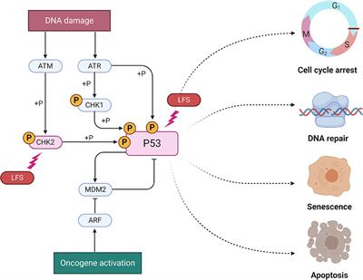 Cancer Predisposition Syndromes Associated With Pediatric High-Grade Gliomas